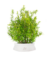 Bonsai di Melograno H45 cm
