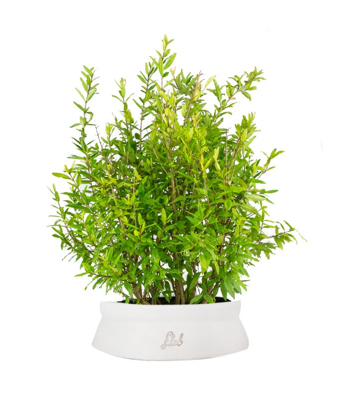 Bonsai di Melograno H45 cm