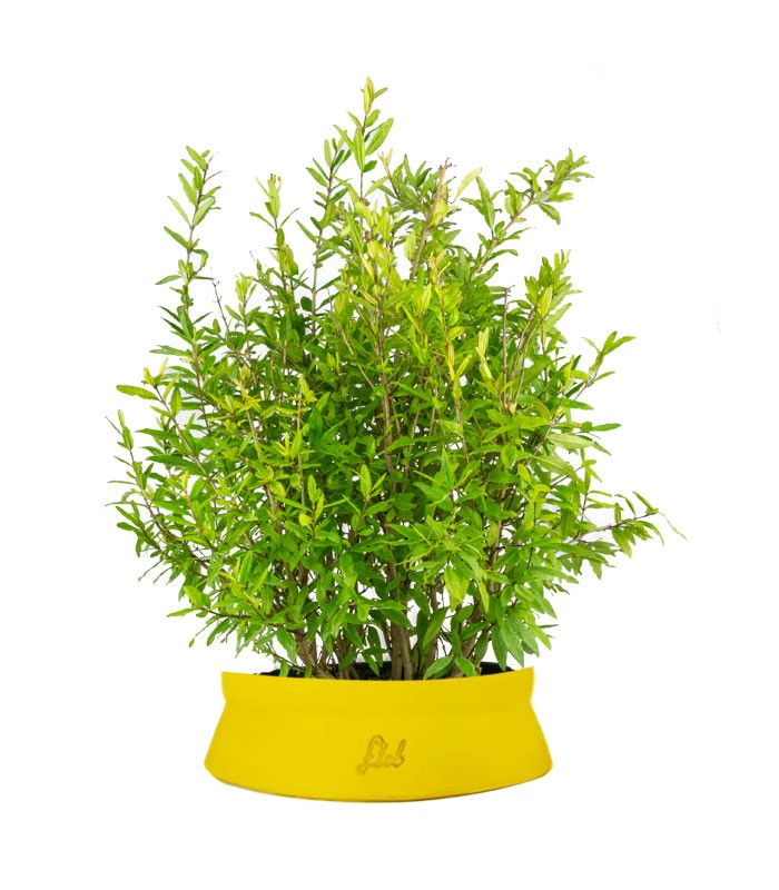Bonsai di Melograno H45 cm