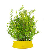 Bonsai di Melograno H45 cm
