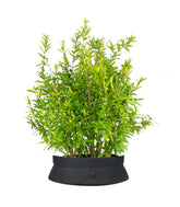Bonsai di Melograno H45 cm