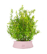 Bonsai di Melograno H45 cm
