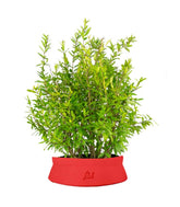 Bonsai di Melograno H45 cm
