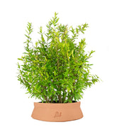 Bonsai di Melograno H45 cm