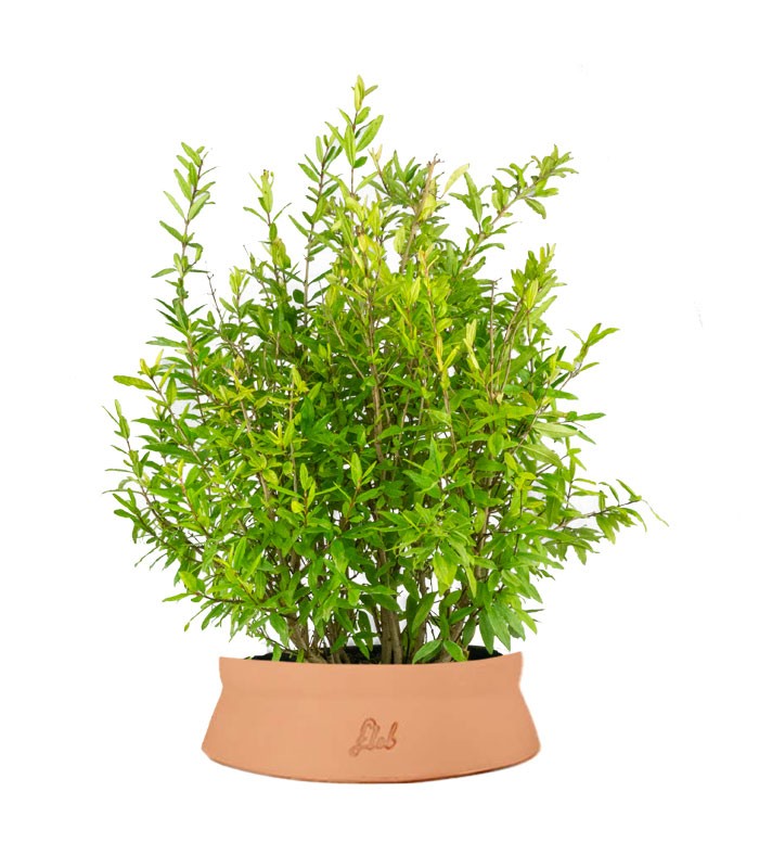 Bonsai di Melograno H45 cm