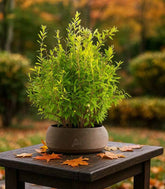 Bonsai di Melograno H45 cm