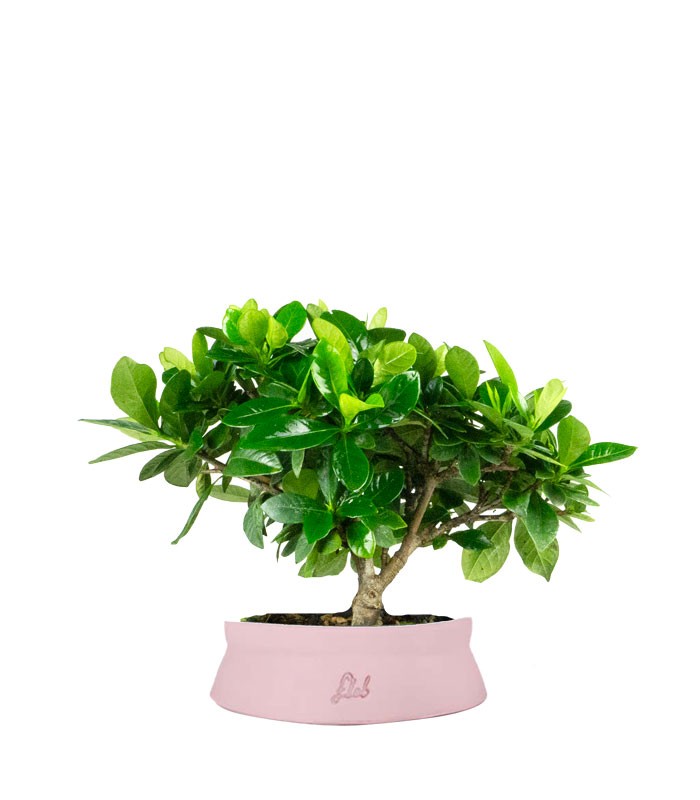 Bonsai di Gardenia H25 cm 