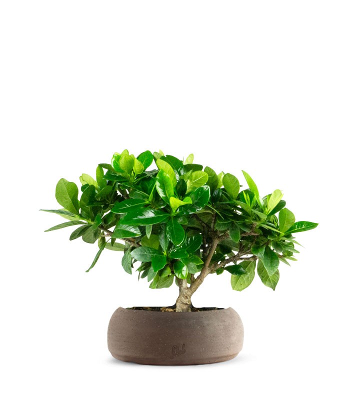 Bonsai di Gardenia H25 cm 