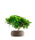 Bonsai di Gardenia H25 cm 