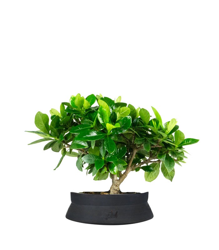 Bonsai di Gardenia H25 cm 