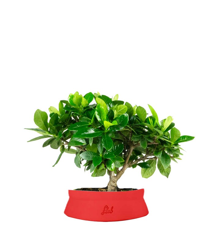 Bonsai di Gardenia H25 cm 