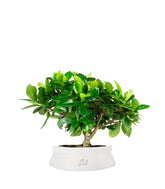 Bonsai di Gardenia H25 cm 