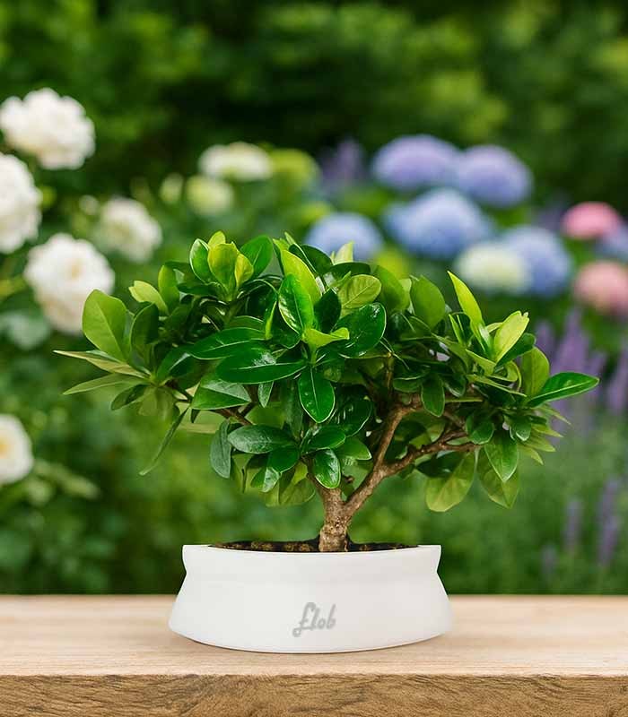 Bonsai di Gardenia H25 cm 