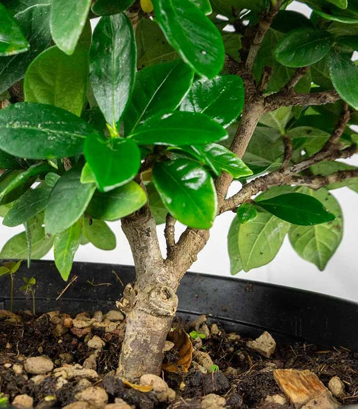 Bonsai di Gardenia H25 cm 