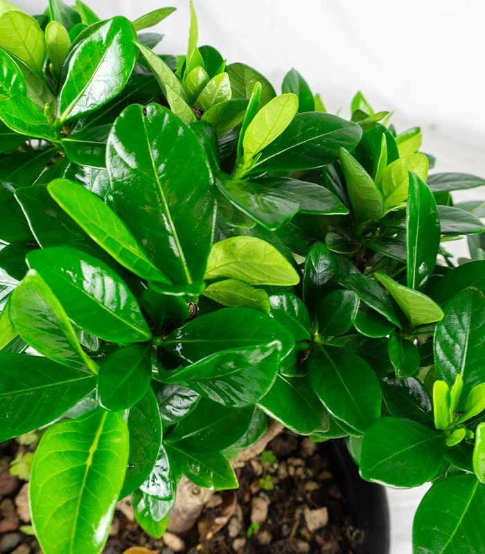 Bonsai di Gardenia H25 cm 