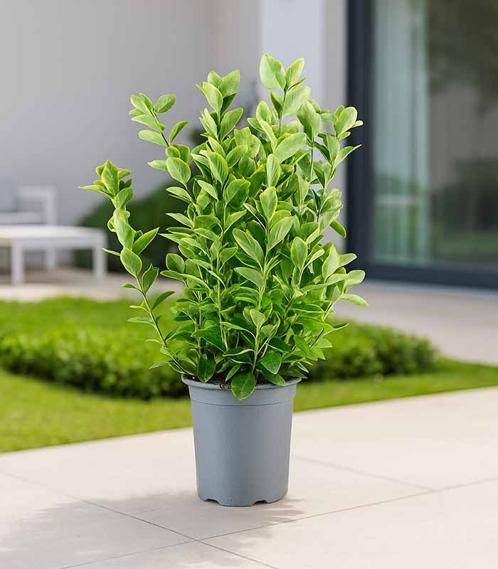 Evonimo giapponese H60 cm in vaso Ø18 – Euonymus aurea
