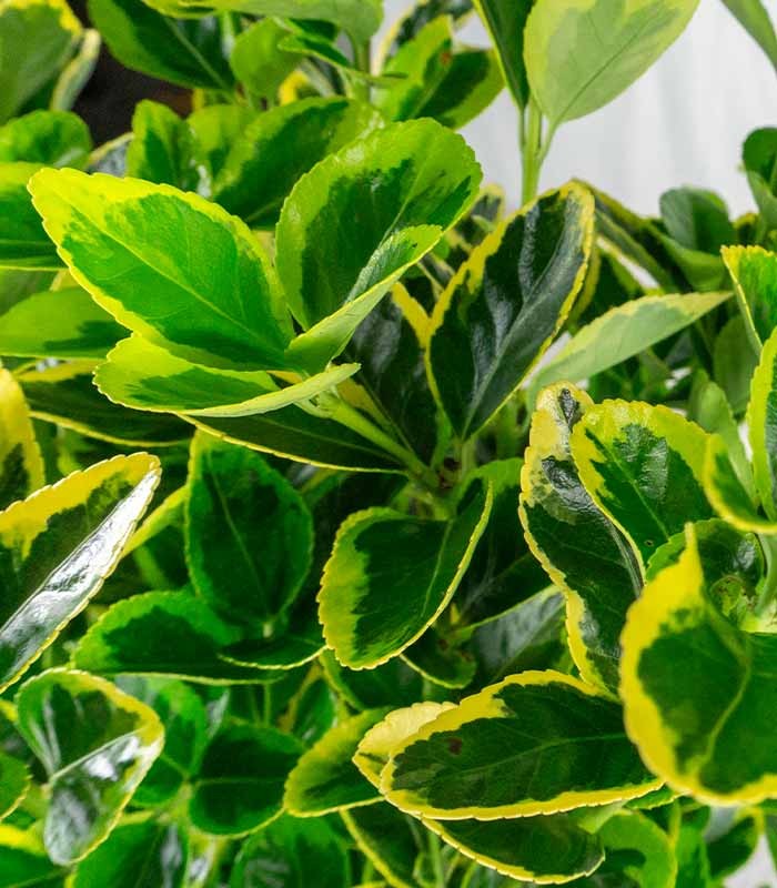 Evonimo giapponese H60 cm in vaso Ø18 – Euonymus aurea