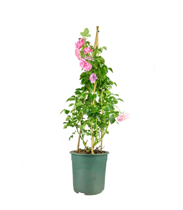 Rosa Rampicante Rosa H80 cm in vaso