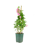 Rosa Rampicante Rosa H80 cm in vaso