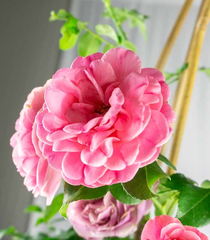 Rosa Rampicante Rosa H80 cm in vaso