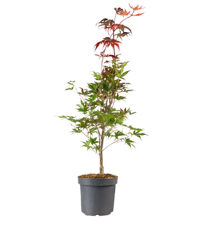 Acero Palmato Bloodgood H100 cm in vaso Ø20 – Acero Rosso Giapponese