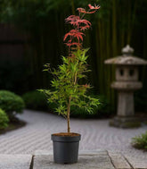 Acero Palmato Bloodgood H100 cm in vaso Ø20 – Acero Rosso Giapponese