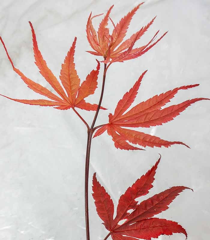 Acero Palmato Bloodgood H100 cm in vaso Ø20 – Acero Rosso Giapponese