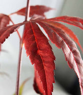 Acero Palmato Bloodgood H100 cm in vaso Ø20 – Acero Rosso Giapponese