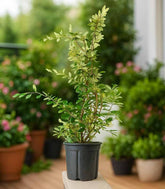 Cotoneaster lacteus H110 cm in vaso Ø24 – Sempreverde da siepe o giardino
