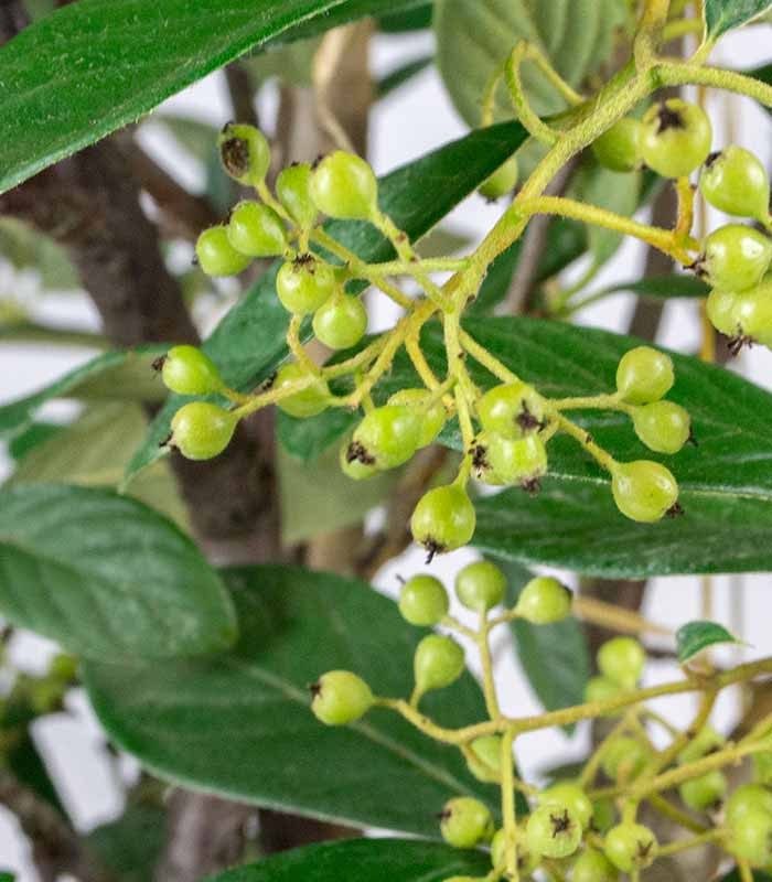 Cotoneaster lacteus H110 cm in vaso Ø24 – Sempreverde da siepe o giardino