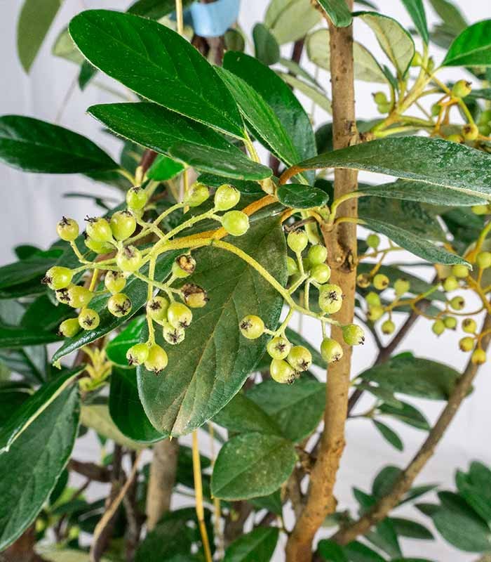 Cotoneaster lacteus H110 cm in vaso Ø24 – Sempreverde da siepe o giardino
