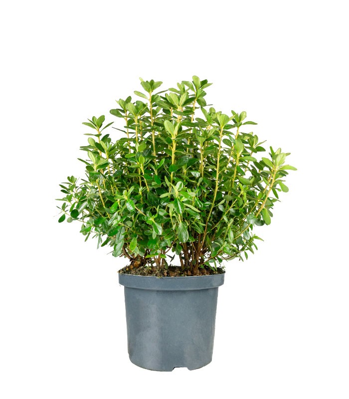 Azalea Japonica Conny Rosa H60 cm in vaso Ø22