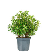 Azalea Japonica Conny Rosa H60 cm in vaso Ø22