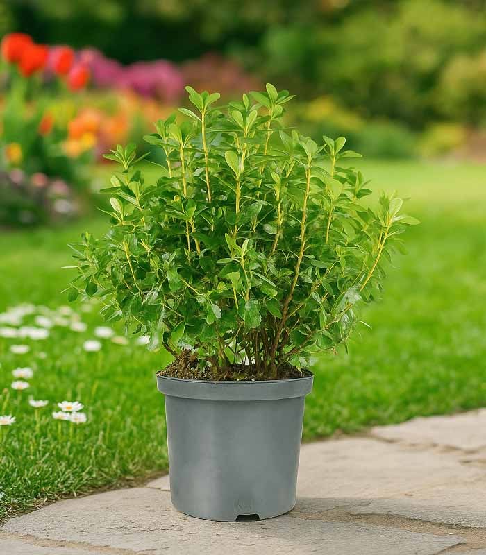 Azalea Japonica Conny Rosa H60 cm in vaso Ø22