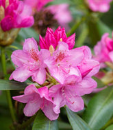 Azalea Japonica Conny Rosa H60 cm in vaso Ø22
