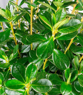 Azalea Japonica Conny Rosa H60 cm in vaso Ø22