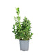 Evonimo giapponese Kathy H60 cm – Euonymus japonicus in vaso Ø18