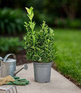 Evonimo giapponese Kathy H60 cm – Euonymus japonicus in vaso Ø18