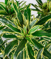 Rododendro Rosa Variegato H55 cm in vaso Ø22