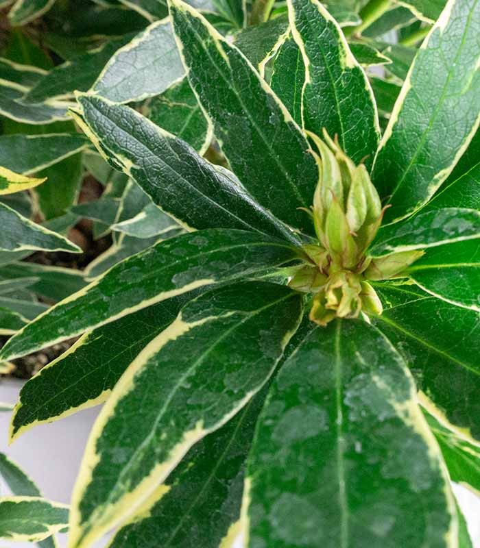 Rododendro Rosa Variegato H55 cm in vaso Ø22