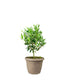 Pianta di Ulivo H50 cm in vaso Ø20 – Olivo ornamentale