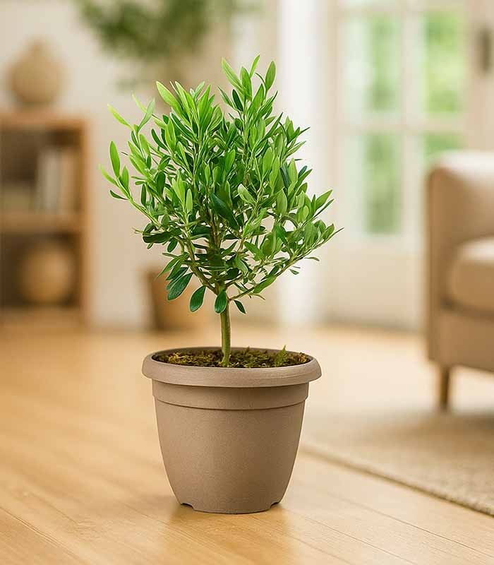 Pianta di Ulivo H50 cm in vaso Ø20 – Olivo ornamentale