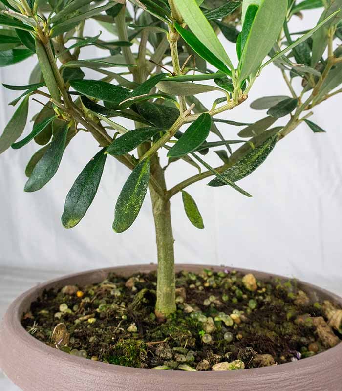 Pianta di Ulivo H50 cm in vaso Ø20 – Olivo ornamentale
