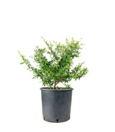 Pyracantha Navaho H55 cm in vaso Ø22 – Piracanta sempreverde ornamentale