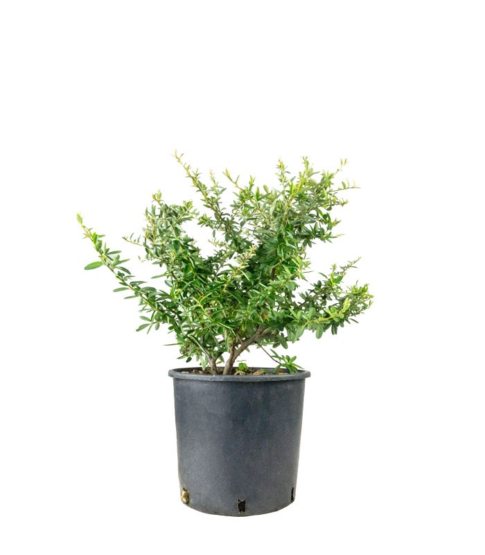 Pyracantha Navaho H55 cm in vaso Ø22 – Piracanta sempreverde ornamentale