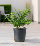 Pyracantha Navaho H55 cm in vaso Ø22 – Piracanta sempreverde ornamentale