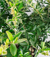 Pyracantha Navaho H55 cm in vaso Ø22 – Piracanta sempreverde ornamentale