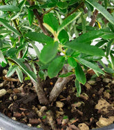 Pyracantha Navaho H55 cm in vaso Ø22 – Piracanta sempreverde ornamentale