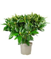 Rododendro H55 cm in vaso Ø22 – Pianta sempreverde ornamentale