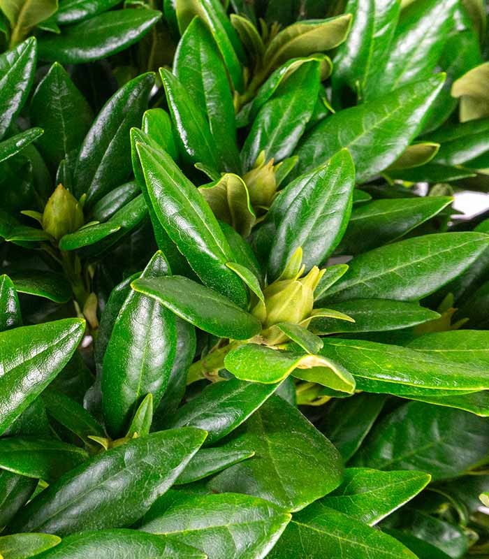 Rododendro H55 cm in vaso Ø22 – Pianta sempreverde ornamentale